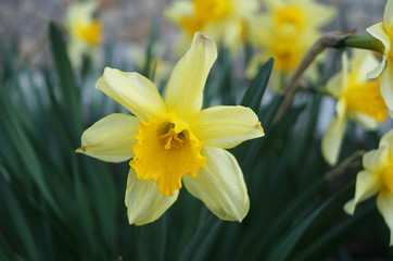 Fototapeta premium Daffodil flower with yellow tender petals and a yellow center on a stem with green leaves