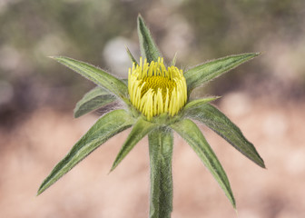 Pallenis spinosa Spiny Star wort or Golden Star medium-sized plant with beautiful yellow starry flowers on unfocused greenish-brown background