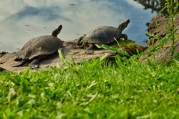 Obraz premium 2020-05-24 TWO TURTLES SUNNING ON A ROCK AT THE CITY OF MEDINA WASHINGTON PARK