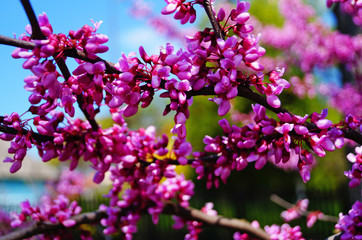 Cersis tree branch with delicate pink-purple flowers against a blue sky on a sunny day