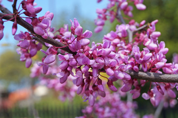 Cersis tree branch with delicate pink-purple flowers against a blue sky on a sunny day