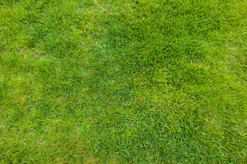 Fototapeta na wymiar View of summer grass. Beautiful nature background / texture. Summer concept.