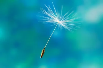 Foto op Plexiglas Dandelion seed soars in the air. Detailed macro photography, blue-green background, copyspace, minimalism. © Ольга Холявина