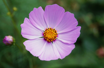 Pink decorative flower with delicate petals and a yellow center on a stem with green leaves