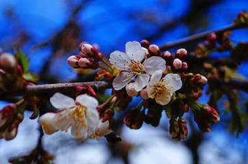 Cherry buds and flowers with delicate white petals and green leaves against a blue sky