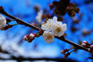 Cherry buds and flowers with delicate white petals and green leaves against a blue sky
