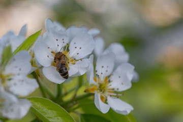 Kirschblüte