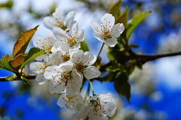 Cherry buds and flowers with delicate white petals and green leaves against a blue sky