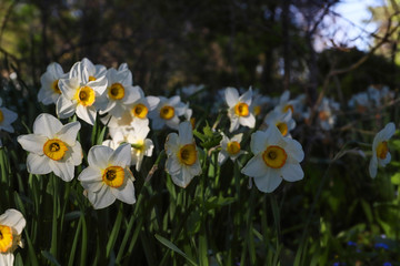 Fototapeta premium spring flowers in the garden. Nature background