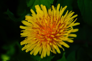 Field decorative flower with yellow petals and a yellow center on a branch with green leaves on a summer day