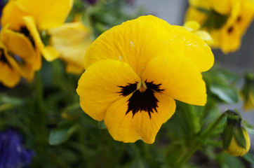 Violets with burgundy, red, yellow, white and lilac petals in green foliage on a spring flower bed