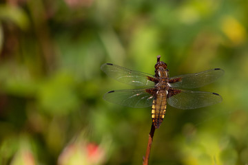 libellule déprimée