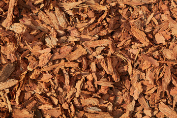 red tree bark in the sun