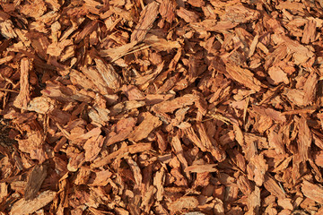 red tree bark in the sun