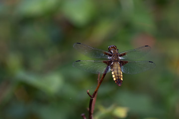 libellule déprimée