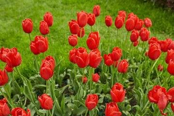 beautiful tulips in spring in the park