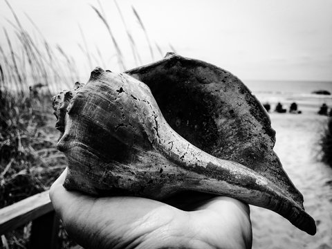 Cropped Hand Holding Conch Shell On Beach