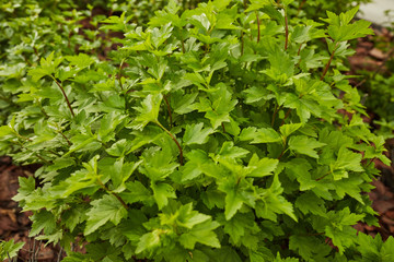 Obraz premium green leaves of a bush on a flower bed