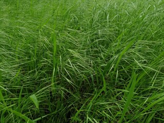fresh green grass