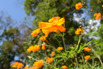 Yellow wild flowers are blooming in east sikkim