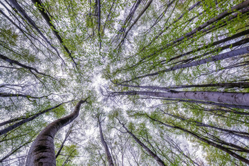 Springtime trees crown