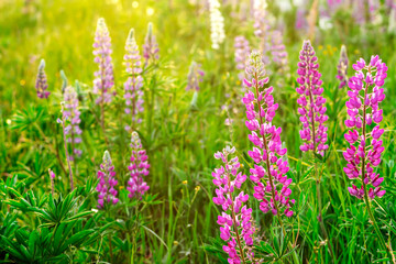 Lupins in the field at sunset. Summer sunset with flowers in the field.