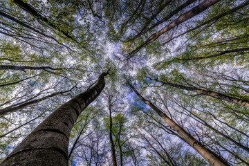 Springtime trees crown