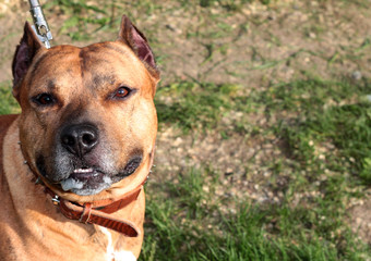 Portrait of a dog. Face of a pit bull Terrier. A pet.