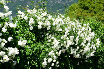 Kletterrosen - Ramblerrosen in voller Blüte