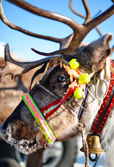 Reindeer in a traditional ornamented sled. Ethnic event.