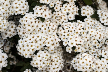 Spiraea vanhouttei. A shrub with white flowers is illuminated by the sun.