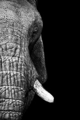 African bush elephant (Loxodonta africana)