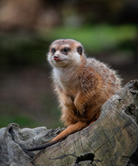 Meerkats (Suricata suricatta)