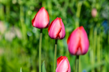 Fourth red tulips growing separate with green background