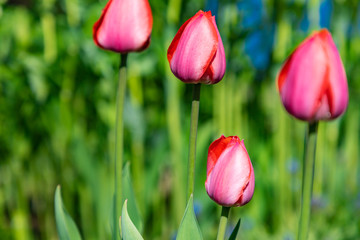 Fourth red tulips growing separate with green background