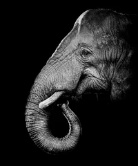 Fototapete Rund Afrikanischer Buschelefant (Loxodonta africana) © Hladik99