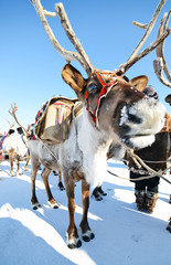 Reindeer in a traditional ornamented sled. Ethnic event.