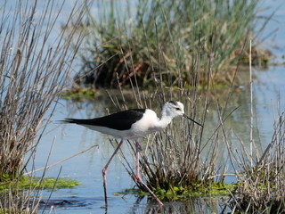 black-winged stilt moving among the vegetation of the lagoon