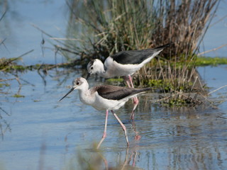 couple of black-winged stilt moving among the vegetation of the lagoon