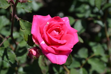 pink rose in garden