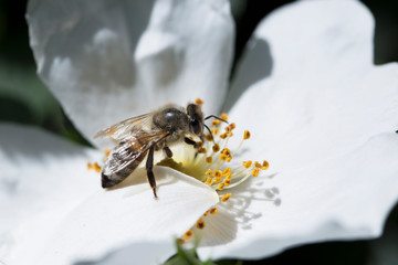 spring (summer) rose flower and bee.