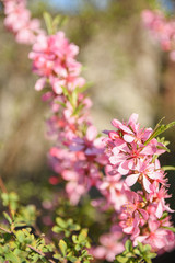 Fruit trees bloom in spring against a background of blue sky and other flowering trees. Close-up