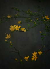 yellow flowers Kerria japonica against the backdrop of a green wall in the Polish countryside