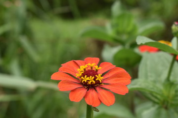 flores 