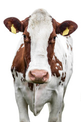 Cow Portrait On Isolated White Background