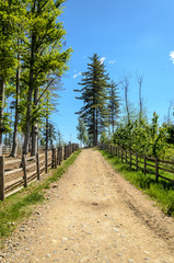 Fototapeta na wymiar Mountain trail with trees