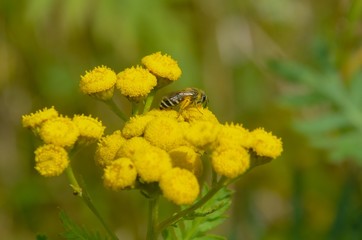 Bee