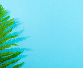 Fern leaves on a blue background with copy space on the right Top view.