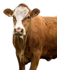 Young cow portrait isolated on white background