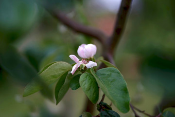 Close up of attractive delicate pale pink squince (Cydonia oblonga) blossom.